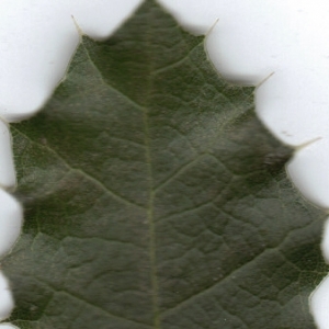 Photographie n°6450 du taxon Quercus coccifera L. [1753]