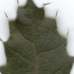 Photographie n°6451 du taxon Quercus coccifera L. [1753]