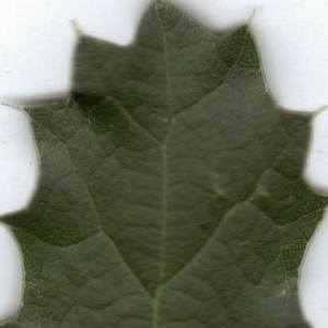 Photographie n°6452 du taxon Quercus coccifera L. [1753]