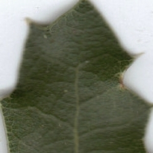 Photographie n°6453 du taxon Quercus coccifera L. [1753]