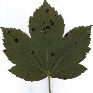 Photographie n°6468 du taxon Acer pseudoplatanus L. [1753]