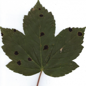 Photographie n°6470 du taxon Acer pseudoplatanus L. [1753]