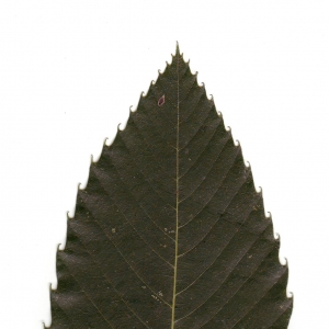 Photographie n°6478 du taxon Castanea sativa Mill. [1768]