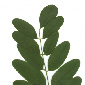 Photographie n°6491 du taxon Robinia pseudoacacia L. [1753]