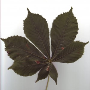 Photographie n°6492 du taxon Aesculus hippocastanum L. [1753]