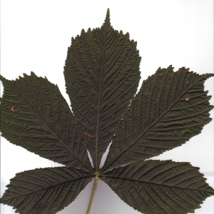 Photographie n°6499 du taxon Aesculus hippocastanum L. [1753]