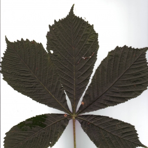 Photographie n°6500 du taxon Aesculus hippocastanum L. [1753]