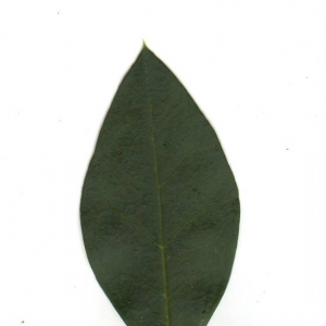 Photographie n°6537 du taxon Ligustrum vulgare L. [1753]