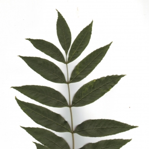 Photographie n°6552 du taxon Fraxinus excelsior L. [1753]