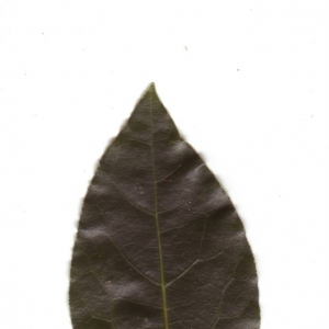 Photographie n°6557 du taxon Laurus nobilis L. [1753]