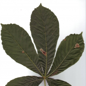 Photographie n°6581 du taxon Aesculus hippocastanum L. [1753]