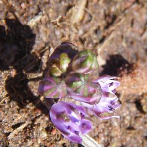 Photographie n°6593 du taxon Scilla autumnalis L. [1753]