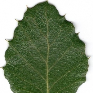 Photographie n°6609 du taxon Quercus suber L. [1753]