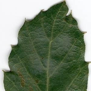 Photographie n°6610 du taxon Quercus suber L. [1753]