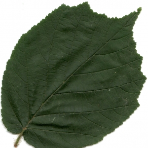 Photographie n°6647 du taxon Corylus avellana L. [1753]