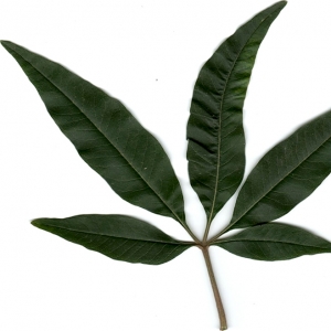 Photographie n°6651 du taxon Vitex agnus-castus L. [1753]