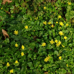 Photographie n°6667 du taxon Ranunculus ficaria L. [1753]