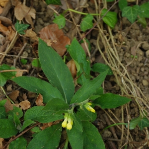 Photographie n°6673 du taxon Symphytum tuberosum L. [1753]