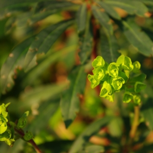 Photographie n°6676 du taxon Euphorbia amygdaloides L. [1753]