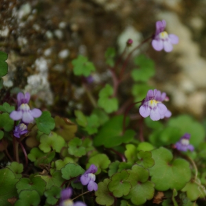 Photographie n°6684 du taxon Linaria cymbalaria (L.) Mill. [1768]