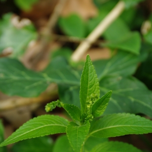 Photographie n°6692 du taxon Mercurialis perennis L. [1753]