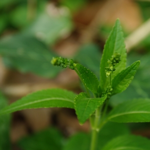 Photographie n°6693 du taxon Mercurialis perennis L. [1753]