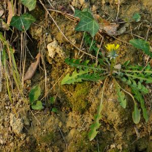 Photographie n°6701 du taxon Taraxacum officinale Weber [1780]