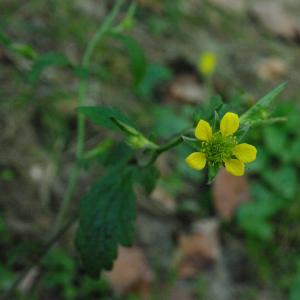 Photographie n°6721 du taxon Geum urbanum L. [1753]