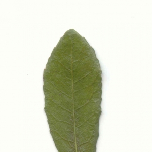 Photographie n°6772 du taxon Arbutus unedo L. [1753]