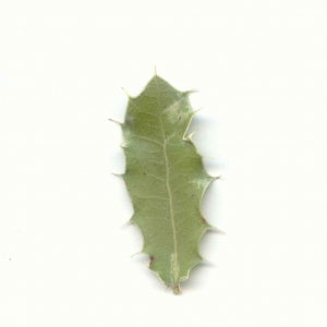 Photographie n°6780 du taxon Quercus coccifera L. [1753]