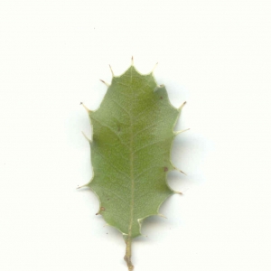 Photographie n°6783 du taxon Quercus coccifera L. [1753]