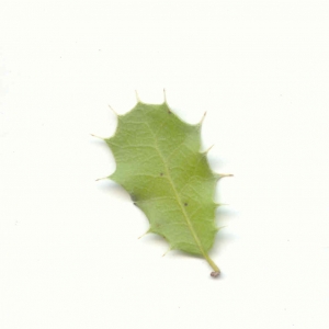 Photographie n°6784 du taxon Quercus coccifera L. [1753]