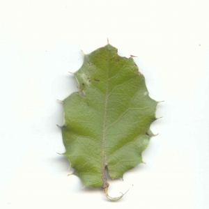 Photographie n°6785 du taxon Quercus coccifera L. [1753]