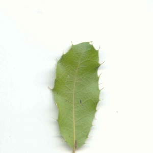 Photographie n°6788 du taxon Quercus coccifera L. [1753]