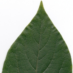 Photographie n°6798 du taxon Diospyros kaki L.f. [1782]