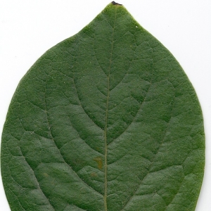 Photographie n°6799 du taxon Diospyros kaki L.f. [1782]