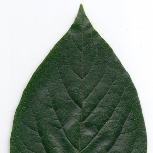 Photographie n°6805 du taxon Diospyros kaki L.f. [1782]