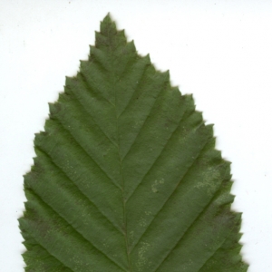 Photographie n°6806 du taxon Carpinus betulus L. [1753]