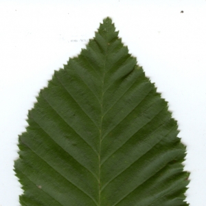 Photographie n°6807 du taxon Carpinus betulus L. [1753]