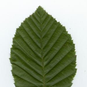 Photographie n°6812 du taxon Carpinus betulus L. [1753]