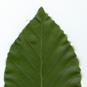 Photographie n°6813 du taxon Fagus sylvatica L. [1753]