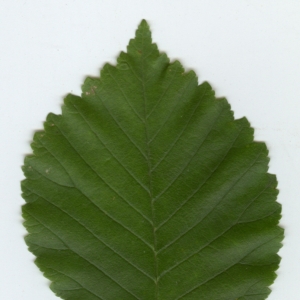 Photographie n°6814 du taxon Ulmus minor Mill. [1768]