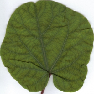 Photographie n°6825 du taxon Cercis siliquastrum L. [1753]