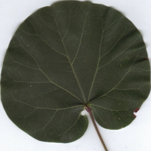 Photographie n°6828 du taxon Cercis siliquastrum L. [1753]