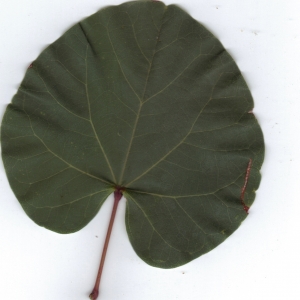 Photographie n°6851 du taxon Cercis siliquastrum L. [1753]