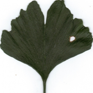 Photographie n°6857 du taxon Ginkgo biloba L. [1771]