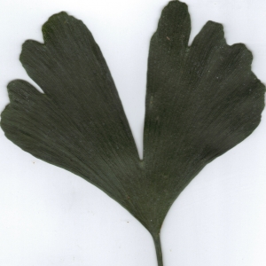 Photographie n°6859 du taxon Ginkgo biloba L. [1771]
