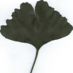 Photographie n°6860 du taxon Ginkgo biloba L. [1771]