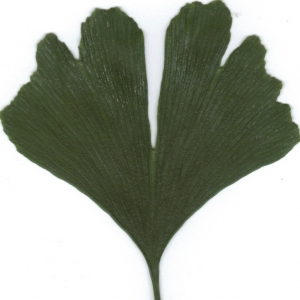 Photographie n°6861 du taxon Ginkgo biloba L. [1771]