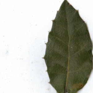 Photographie n°6865 du taxon Quercus ilex L. [1753]